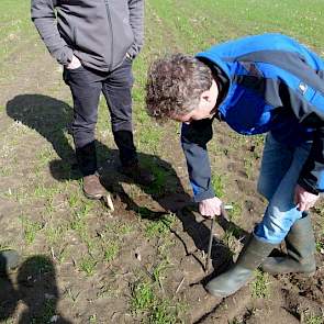 Op het land zelf prikt Reijneveld met een prikstok op meerdere plekken van het perceel om de kwaliteit van de grond te beoordelen.