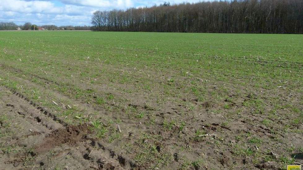 Waar de perceelskaart al grote verschillen in organische stof aangeeft, blijkt dat duidelijk zichtbaar door de lichte plekken in het perceel. Ook het vanggewas staat hier veel dunner. „De grond is hier wat droogtegevoeliger”, merkt Hemstede op.