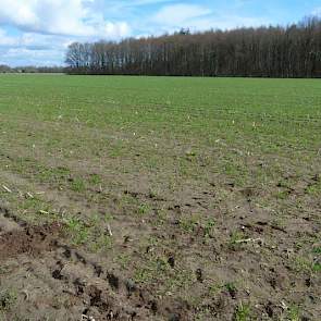 Waar de perceelskaart al grote verschillen in organische stof aangeeft, blijkt dat duidelijk zichtbaar door de lichte plekken in het perceel. Ook het vanggewas staat hier veel dunner. „De grond is hier wat droogtegevoeliger”, merkt Hemstede op.