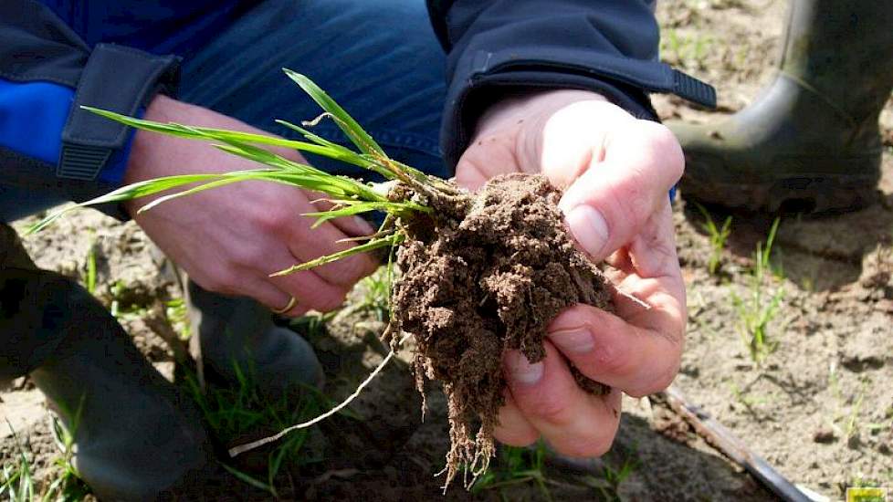 Door de hogere temperatuur van afgelopen weken zijn al witte wortelpuntjes te zien bij het vanggewas. De bovenste laag grond voelt al niet meer koud aan. Onderin blijkt de grond wel wat kouder. Hemstede wil deze week nog de groenbemester onderwerken, zoda