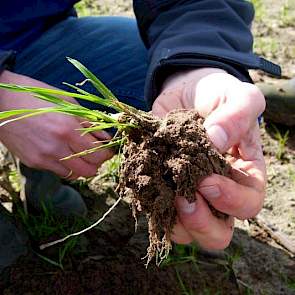 Door de hogere temperatuur van afgelopen weken zijn al witte wortelpuntjes te zien bij het vanggewas. De bovenste laag grond voelt al niet meer koud aan. Onderin blijkt de grond wel wat kouder. Hemstede wil deze week nog de groenbemester onderwerken, zoda