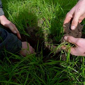 Ondanks de zanderige structuur op een perceel met een laag aandeel organische stof, valt het Reijneveld op dat hij weinig plekken tegenkomt waar hij weerstand voelt met de prikstok. „De grond is mooi homogeen wat duidt op een goede structuur.”