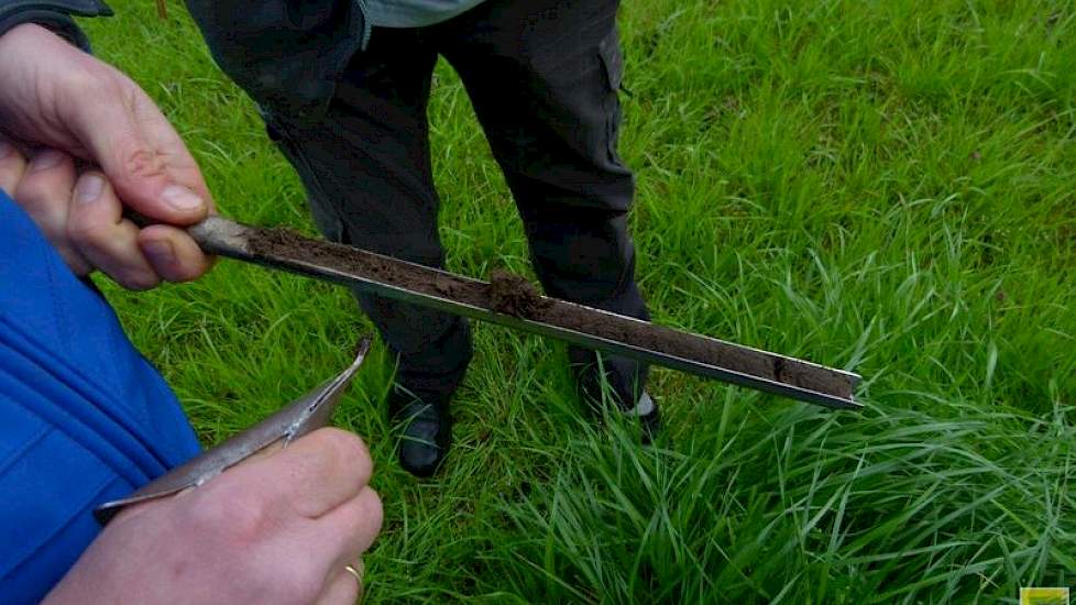 Dat de groenbemester goed geslaagd is, bewijst ook de prikstok. Reijneveld laat zien dat de wortels tot aan het eind van de prikstok zitten. „Het gras heeft goed geworteld.” De maisteler is er ook blij mee. „Die wortels laat ik zoveel mogelijk zitten door