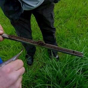 Dat de groenbemester goed geslaagd is, bewijst ook de prikstok. Reijneveld laat zien dat de wortels tot aan het eind van de prikstok zitten. „Het gras heeft goed geworteld.” De maisteler is er ook blij mee. „Die wortels laat ik zoveel mogelijk zitten door