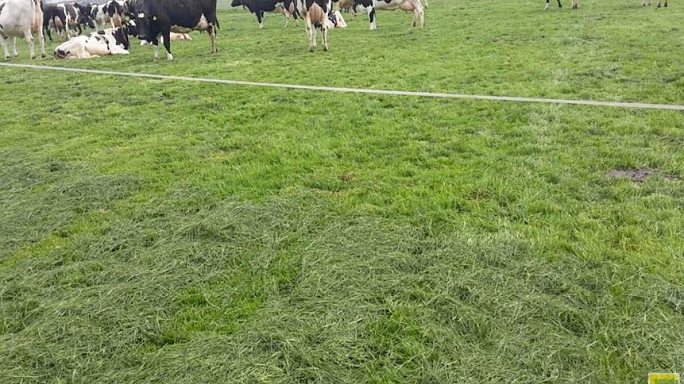 Door de koude periode in april lag de grasgroei bijna stil waardoor de weidepercelen onvoldoende gras bevatte om de koeien opnieuw in te scharen. Van Noord stond voor de keuze, of in lang gras wat voor maaien bestemd was inscharen, of kuil bijvoeren. Geïn