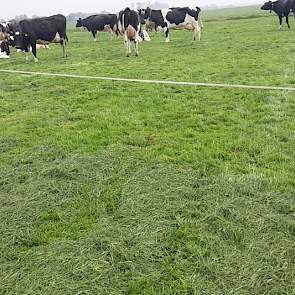 Door de koude periode in april lag de grasgroei bijna stil waardoor de weidepercelen onvoldoende gras bevatte om de koeien opnieuw in te scharen. Van Noord stond voor de keuze, of in lang gras wat voor maaien bestemd was inscharen, of kuil bijvoeren. Geïn