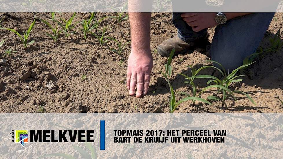 Topmais 2017: Het perceel van Bart de Kruijf uit Werkhoven - www.melkvee.nl