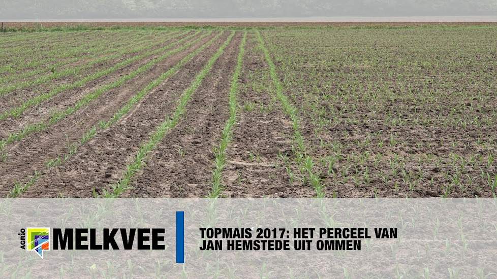 Topmais 2017: Het perceel van Jan Hemstede uit Ommen - www.melkvee.nl