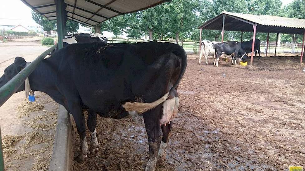 De veestapel produceert naar schatting 8000 liter melk per koe per jaar. De kwaliteit is goed. Petcu fokte jarenlang overwegend met Italiaans, Canadees, Duits en Nederlands fokstierensperma. In de loop der jaren zijn stieren als Paclamar Bootmaker, Sunny