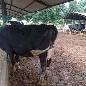 De veestapel produceert naar schatting 8000 liter melk per koe per jaar. De kwaliteit is goed. Petcu fokte jarenlang overwegend met Italiaans, Canadees, Duits en Nederlands fokstierensperma. In de loop der jaren zijn stieren als Paclamar Bootmaker, Sunny