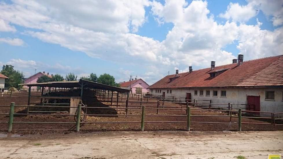 De strak georganiseerde melkveehouderij moet het doen met gedateerde gebouwen uit de Sovjet-tijd. Er wordt gemolken in een goed onderhouden 2 x10 zij aan zij melkstal  van het merk DeLaval. Petcu gaat ervan uit dat de boerderij binnenkort wordt opgekocht