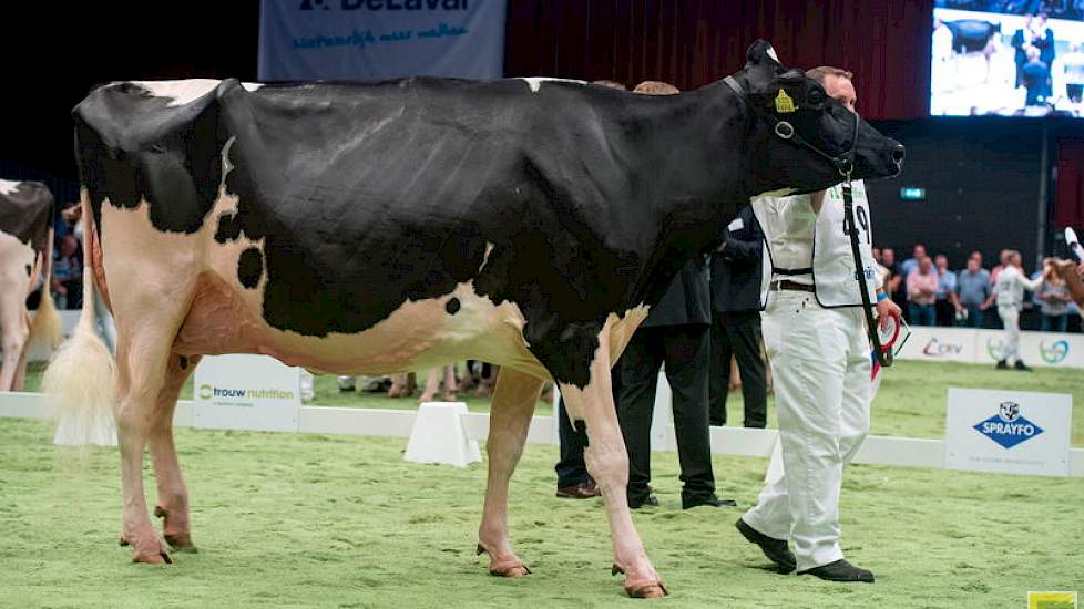 Bons-Holsteins Koba 219 behaalde vorig jaar in Colmar op de Europese show een 1A-positie. Daarna won ze het vaarzenkampioenschap op de HHH-show. Het was dus geen verrassing dat ze ook hier meedeed om de prijzen. De koe van Nico en Lianne Bons behaalde ona