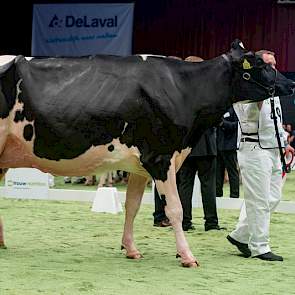 Bons-Holsteins Koba 219 behaalde vorig jaar in Colmar op de Europese show een 1A-positie. Daarna won ze het vaarzenkampioenschap op de HHH-show. Het was dus geen verrassing dat ze ook hier meedeed om de prijzen. De koe van Nico en Lianne Bons behaalde ona