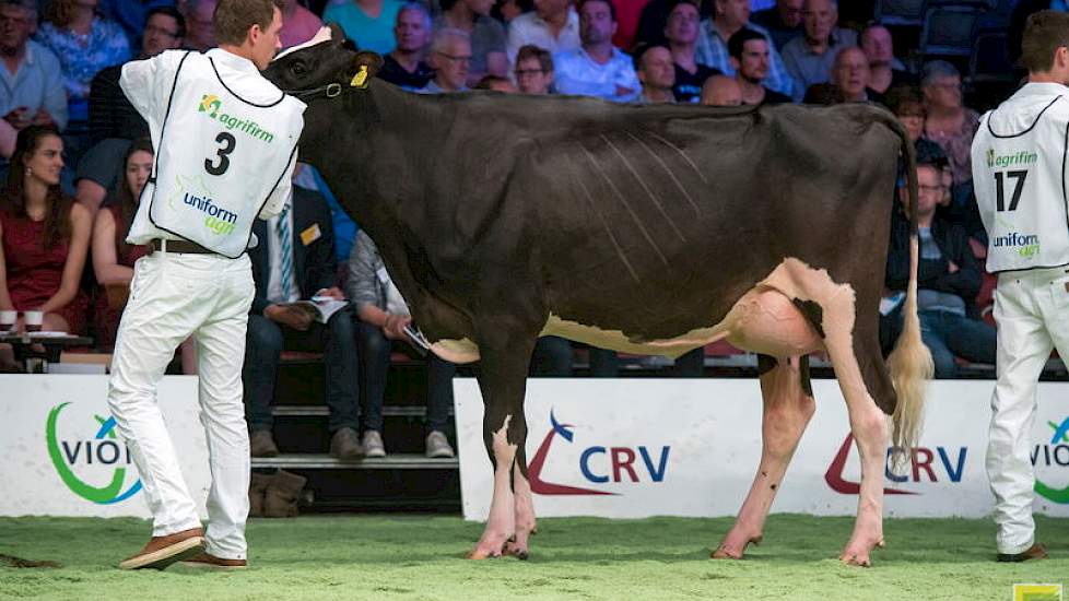 In rubriek 1 kwam de jeugdige, stijlvolle Reidlander Bet 761 van de familie Stolwijk uit Bedum op kop. De Gold Chipdochter toont fraaie overgangen en heeft spijkerhard beenwerk. Ze heeft in mei gekalfd net voor ze twee jaar werd.