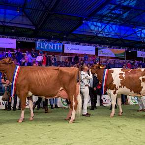 Het duo kampioenes van de roodbonte middenklasse bestond uit de fraaie M.H. Alana 5 (links) die met haar enorme uitstraling kampioene werd en Brook Marie 68. Zowel haar moeder als grootmoeder waren al eens kampioene op de NRM. De fraaie P.M. Elza 159 kree