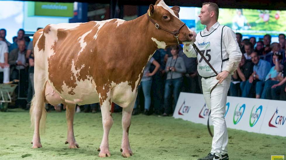 De laatste rubriek bij de roodbonten was puur genieten. Nooit eerder is er een rubriek op de NRM geweest, waarbij het niveau zo hoog was en zo dicht bij elkaar lag. Tot achteraan stonden louter beste koeien opgesteld. Duidelijk kopnummer was desalniettemi