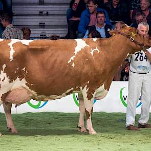 Nog een voorbeeld van het hoge niveau in deze rubriek: de imponerende Zabingdochter Jipsing Bontje 39 van de familie Engelen uit Grashoek moest genoegen nemen met een 11e plek!