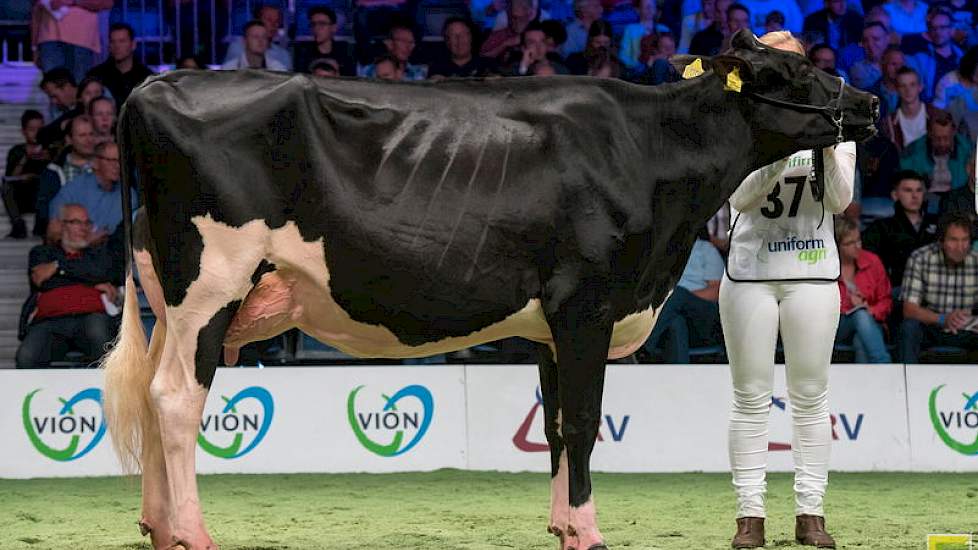 Naast de extreem grote Koba 219 leek ze misschien klein, maar ze is even goed ruim 1,50m. Daarnaast blinkt Goldwyndochter Shakira 5 van de familie Stolwijk uit in balans, correctheid van bouw, een beste uier en super benen. Een vaars met veel toekomst die