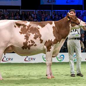 Drouner AJDH Aiko 1288 van de familie Albring uit Drouwenermond was in deze rubriek 1C. Bij de kampioenskeuring kreeg de Olympiandochter de eervolle vermelding.