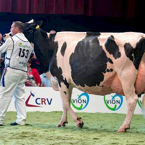 Rubriek 10 werd aangevoerd door de oudste koe in de zwartbontcompetitie. De bekende Mailingdochter Bons-Holsteins Ella 158 van Bons is ruim 11 jaar en stond er fantastisch voor.