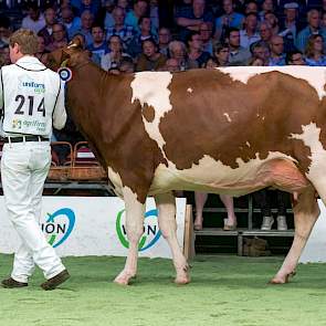 De tweede rubriek bij de vaarzen was opnieuw van zeer hoog niveau. Heerenbrink Dina 382 van de familie Steegink uit Okkenbroek werd door keurmeester Lambert Weinberg op 1A geplaatst. Daarom nam tijdens de kampioenskeuring later zwartbontcollega Niels Erik