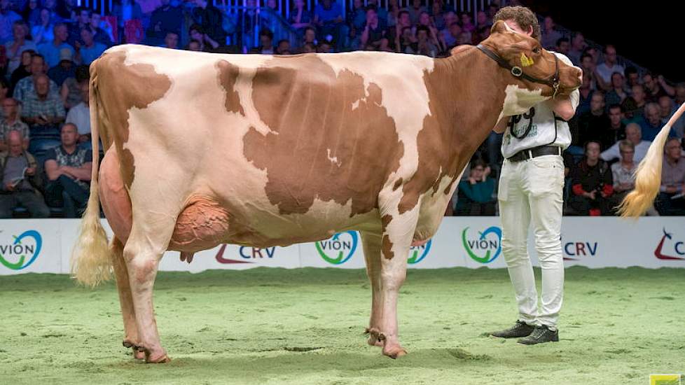 De zeer evenredig gebouwd Bossink Gerda 47 van de familie van der Kolk uit Wierden werd 1B. De machtige Jotandochter toont een fraaie combinatie van kracht en melktype.