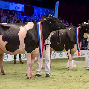 In de zwartbonte middenklasse was de titel voor Bons-Holsteins Dikkie 183 (rechts). De koe die het haar zo moeilijk had gemaakt in de rubriek, Hiltje 1579 werd reservekampioene. Derde op tal werd Southland Windbrook Gina.