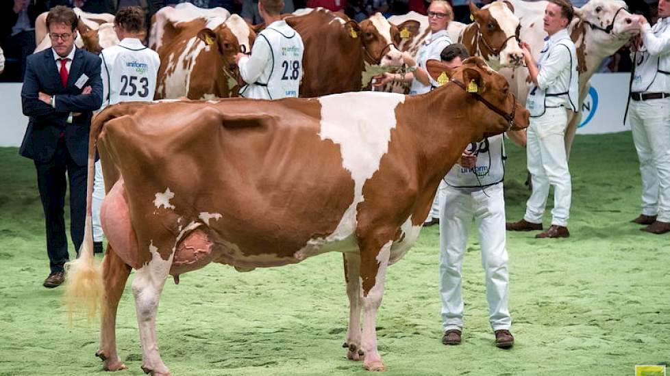 De roodbontkeuring speelde zich de hele dag af op zeer hoog niveau en bereikte een climax bij de twee oudste rubrieken. Barendonk Emma 220 werd 1A in rubriek 15, de eerste van de twee.