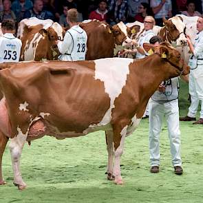 De roodbontkeuring speelde zich de hele dag af op zeer hoog niveau en bereikte een climax bij de twee oudste rubrieken. Barendonk Emma 220 werd 1A in rubriek 15, de eerste van de twee.