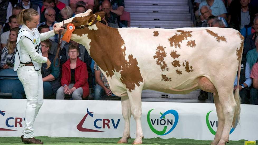 Hans Puttenstein uit Kamperveen legde beslag op de 1C-positie met Jotandochter Brook Truus 8240.