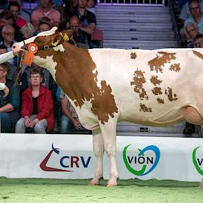 Hans Puttenstein uit Kamperveen legde beslag op de 1C-positie met Jotandochter Brook Truus 8240.