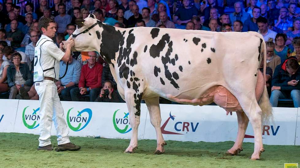 Oud-NRM kampioene Jimm. Holstein Hellen 589 was tot vreugde van velen terug op de NRM en legde beslag op de 1B-positie.