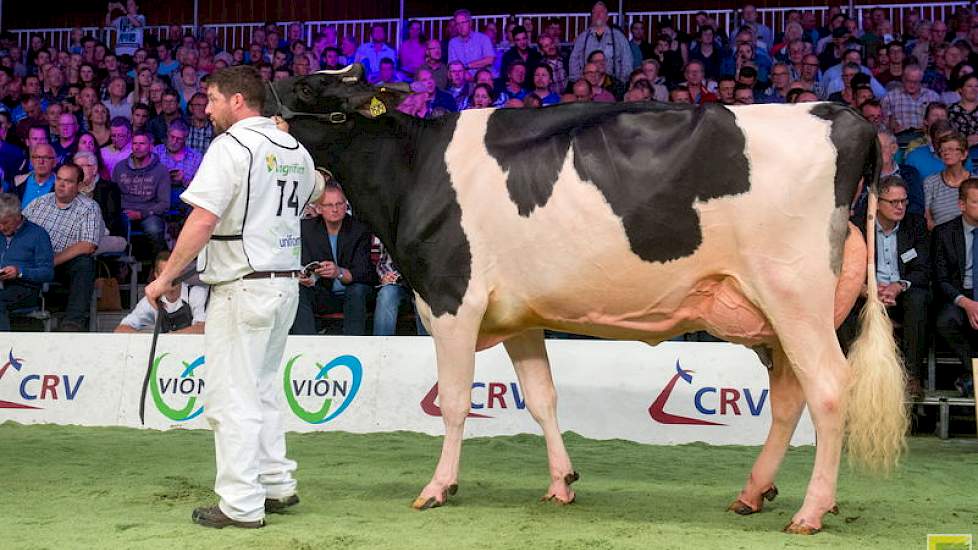 Hiltje 1579 van Ronnie Altenburg uit Koufurderrige werd 1B. De Shadowdochter liep lang voorop, maar werd door keurmeester Jos Knoef uiteindelijk op 1B gezet vanwege een beter beengebruik door Dikkie 183.