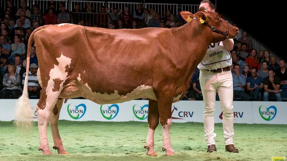 Acmedochter Grashoek Anastacia 11 van de familie Engelen uit Grashoek is de reservekampioene van de keuring in Asten-Heusden en werd hier 1B.