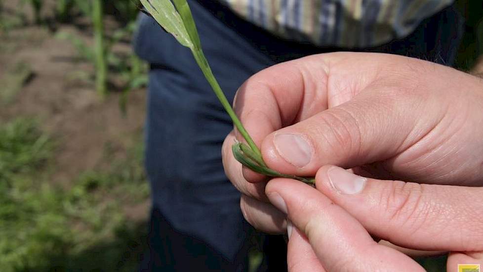 Glad vingergras in de maïs wordt door veehouders vaak niet herkend. Volgens Bayer kost dit lastig te bestrijden onkruid veel opbrengst.