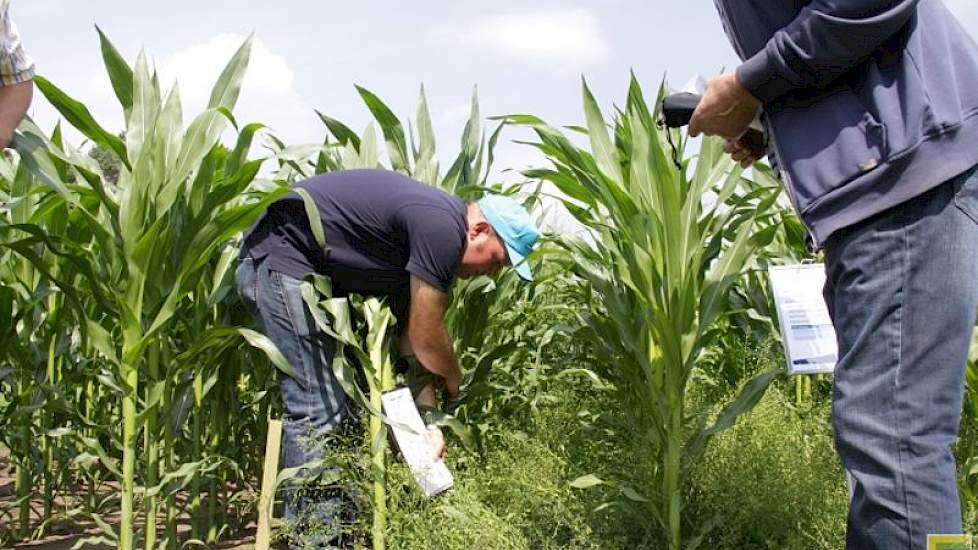 In een workshop van Bayer leerden de bezoekers over toegelaten gewasbeschermingsmiddelen en strategieën om een optimaal schoon veld te creëren. Binnenkort wordt TBA wellicht verboden. Bayer anticipeert daar in dit proefveld op, door ook een strook te beha