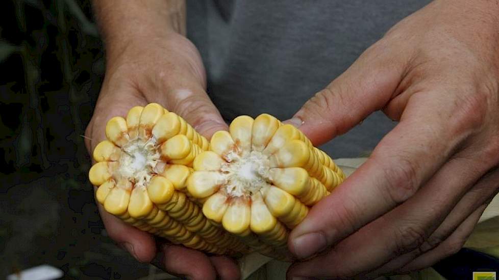 Een goed gevulde kolf van het Dent Type. Dit is een ras met een hogere zetmeelverteerbaarheid dan de flint-rassen, aldus Koppelman.