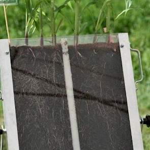 De bezoekers kregen een primeur te zien. Zo is de zaaizaadleverancier bezig met de introductie van een nieuwe zaadcoating met levende bacteriën, zodat de plant beter bestand is tegen ziektes. 'Wij zijn wel genoodzaakt om op zoek te gaan naar nieuwe coatin