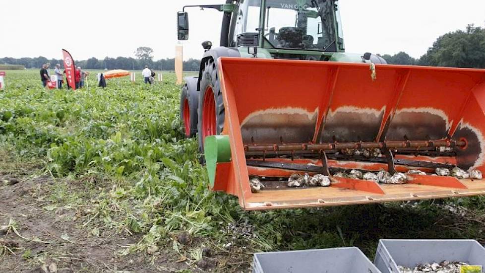 Naast gras en maïs, was er ook een gedeelte van het perceel gereserveerd voor de teelt van voederbieten. Volgens Arie van der Wal - ruwvoerspecialist bij Agrifirm - is de voederbiet per kilogram drogestof zelfs goedkoper te telen dan snijmaïs. Hoe je de v