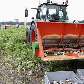 Naast gras en maïs, was er ook een gedeelte van het perceel gereserveerd voor de teelt van voederbieten. Volgens Arie van der Wal - ruwvoerspecialist bij Agrifirm - is de voederbiet per kilogram drogestof zelfs goedkoper te telen dan snijmaïs. Hoe je de v