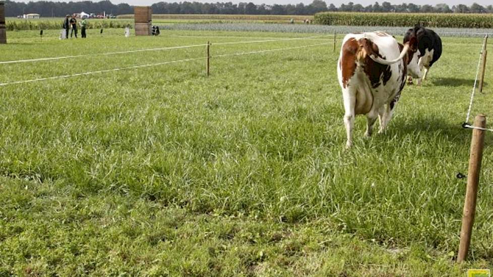 Op het terrein was een proefveld met verschillende grasmengsels. Daarop liep een heus 'smaakpanel', dat inzichtelijk maakte dat grasklavermengsels het smakelijkst waren en dat rietzwenkgras als weidegras geen goed idee is.