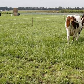 Op het terrein was een proefveld met verschillende grasmengsels. Daarop liep een heus 'smaakpanel', dat inzichtelijk maakte dat grasklavermengsels het smakelijkst waren en dat rietzwenkgras als weidegras geen goed idee is.