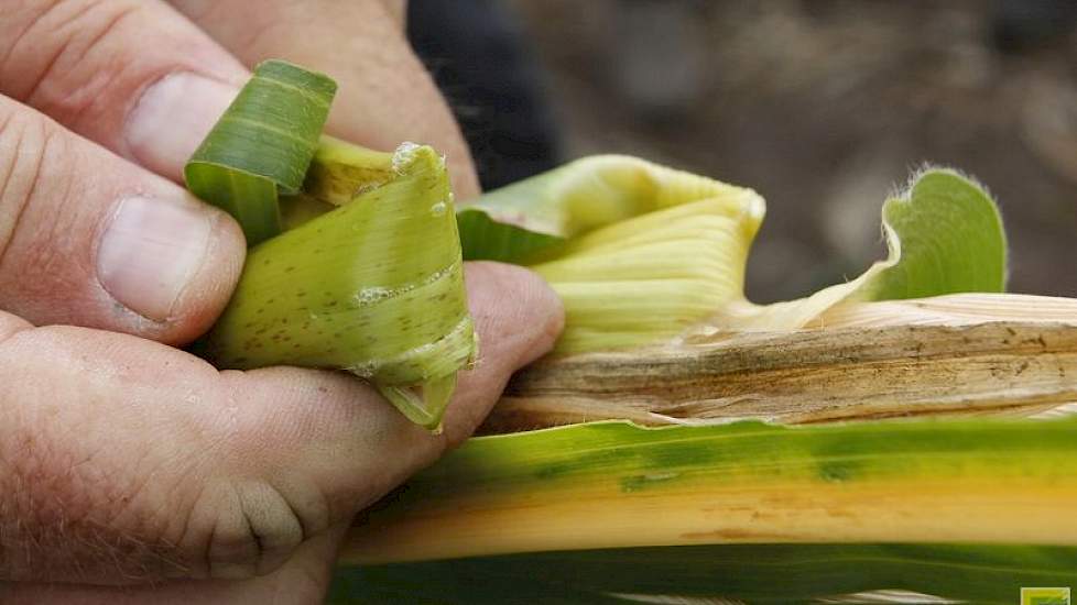 Deze plant bevat nog veel vocht en heeft nog even tijd nodig om af te rijpen.