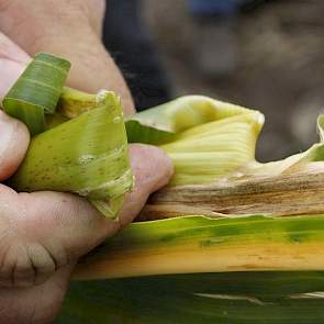 Deze plant bevat nog veel vocht en heeft nog even tijd nodig om af te rijpen.