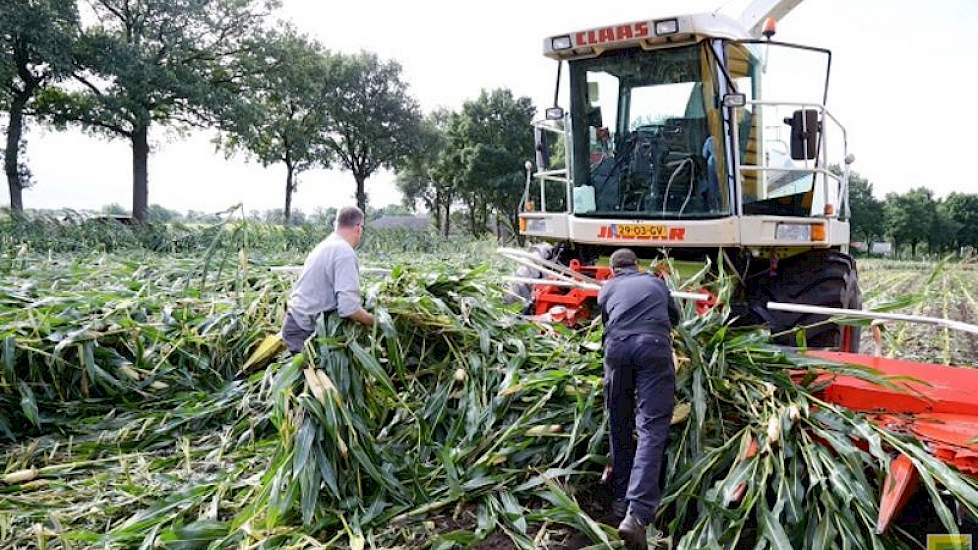 Loonbedrijf Terbraak uit Eibergen hakselt de maïs. „Met de windrichting mee, werkte niet”, weet Stegers nu. „Ook op het eind van het perceel moest soms even met de hand geholpen worden.”