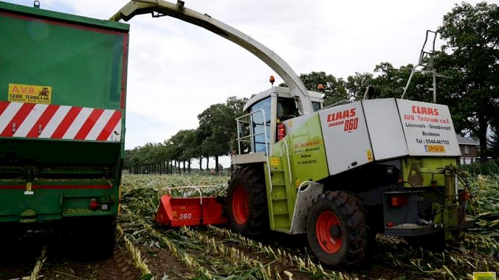 De andere percelen van Stegers lijken redelijk ongeschonden uit de storm te komen. „Dit lijkt een heel plaatselijke windvlaag geweest te zijn. Hier in de straat ligt alles plat. Even verderop staat de maïs nog gewoon overeind”, aldus Stegers.