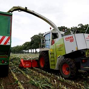 De andere percelen van Stegers lijken redelijk ongeschonden uit de storm te komen. „Dit lijkt een heel plaatselijke windvlaag geweest te zijn. Hier in de straat ligt alles plat. Even verderop staat de maïs nog gewoon overeind”, aldus Stegers.