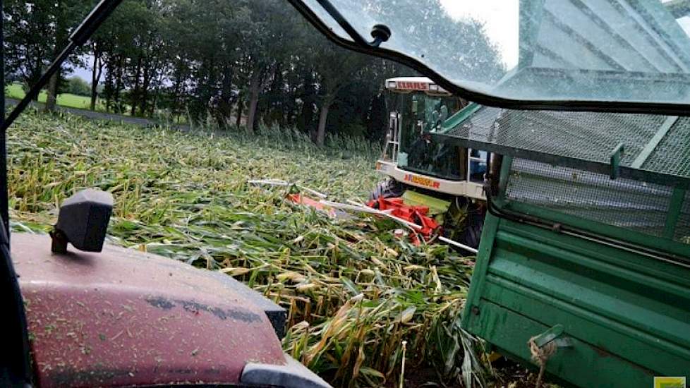 Het drogestofpercentage van de maïs is nog wat te laag. „Ik had eigenlijk 14 dagen langer willen wachten met oogsten en het in balen willen persen”, zegt Stegers. „Forfarmers denkt dat het drogestofpercentage nu op 30 tot 32 ligt.”