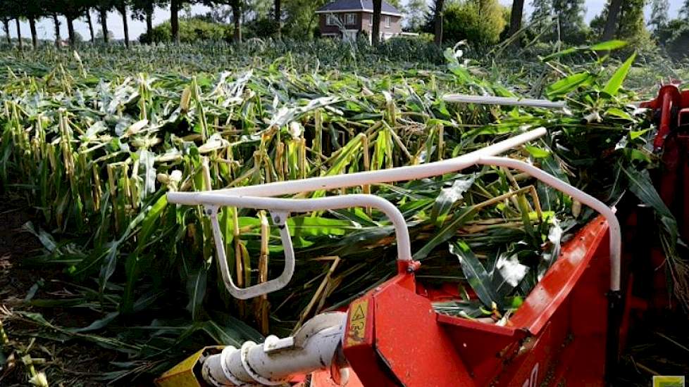 De opbrengstderving lijkt mee te vallen. „Volgens de adviseur van Forfarmers blijft ongeveer tien procent van de maïs achter op het perceel”, zegt Stegers