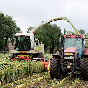 Het perceel van Stegers is 2,5 hectare groot. Gisterenochtend bleef de maïs nog redelijk overeind, maar toen er wind en regen tegelijk overheen kwam, knakte alles af.